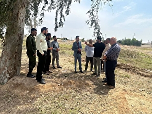 عامل قطع درختان اکالیپتوس در شهرستان مهران بازداشت شد